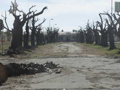 ...ci� che siamo costretti ad �ammirare� � un viale dominato da alberi spogli e ormai morti. Uno spettacolo spettrale